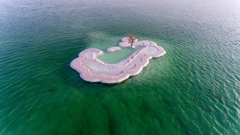 The Dead Sea Tree